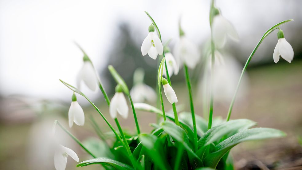 Schneeglöckchen sprießen schon an einigen Stelle in der Region. Foto: DPA