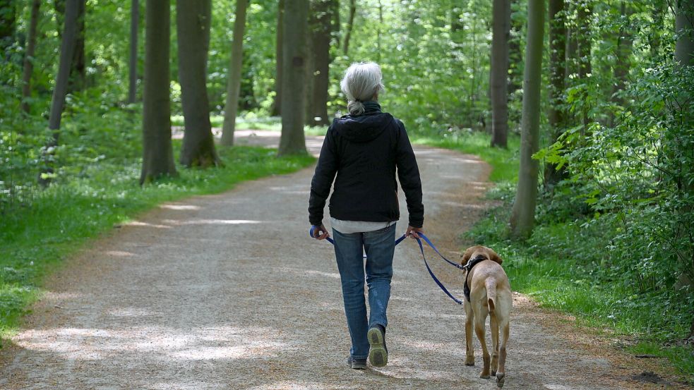 Besonders bei Waldspaziergängen sollten Hundebesitzer ihre Vierbeiner im Auge behalten. Foto: imago images/Henning Scheffen