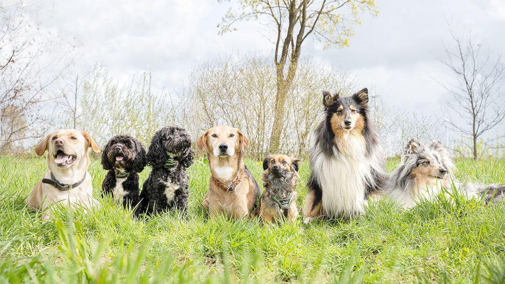 Hunde sind so unterschiedlich wie die Menschen, die sie halten. Deshalb setzt der Futtermittelhersteller Alsas Hundewelt beim Marketing auch auf Vielfalt, um möglichst alle zu erreichen. Foto: privat