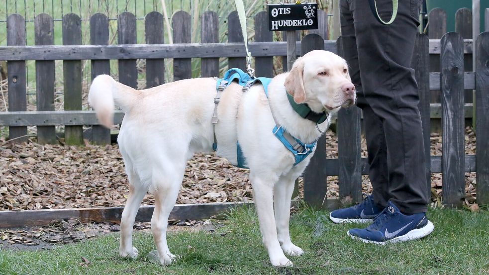Besucher bei seinem Hundeklo? So richtig passt das Otis nicht. Erleichtern auf ein Zeichen des Herrchens hat trotzdem geklappt – gelernt ist gelernt. Foto: Böning