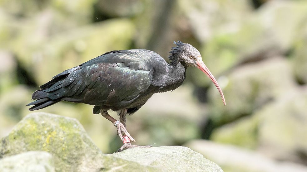 „Horst“ hat eine ungewöhnliche Reise hinter sich: Der Waldrapp, ein großer Ibis, flog statt in die Toskana an die Nordsee. Nun sitzt er im Tierpark Nordhorn in Quarantäne. Symbolfoto: Franz Frieling