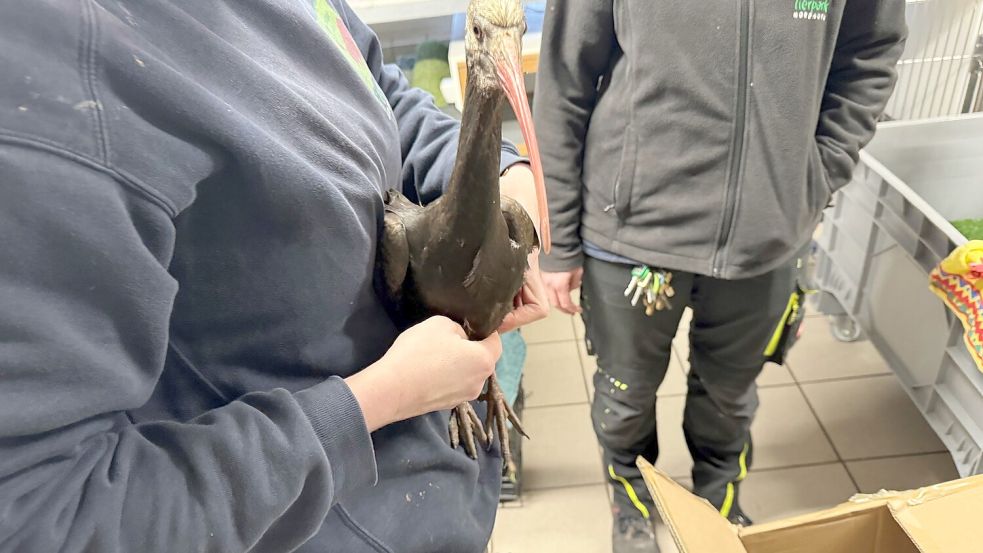 Ankunft von Waldrapp „Horst“ in der Auffangstation: Ornithologe Carsten Jansen holte den Vogel im Wangerland ab und brachte ihn nach Nordhorn. Foto: Carsten Jansen