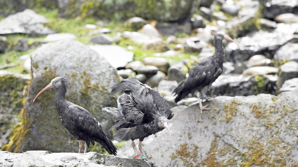 Im Tierpark Nordhorn gibt es eine Waldrapp-Gruppe im Rahmen des Europäischen Erhaltungszuchtprogramms (EEP). Foto: Franz Frieling