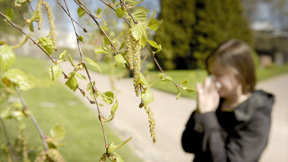 Juckende Augen, eine laufende Nase – mindestens 15 Prozent der Bevölkerung in Deutschland reagieren auf Pollen, wie hier auf Birkenpollen. Foto: Aimo-Koivisto/Lehtikuva/dpa