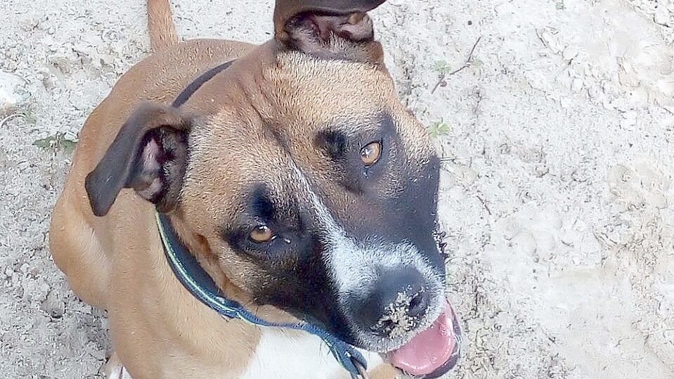 Maira ist seit 2018 im Tierheim Jübberde und hat sich nach Einschätzung der Tierschützer toll entwickelt. Für den Staffordshire-Mix muss in vielen Gemeinden eine sehr hohe Hundesteuer gezahlt werden, auch das ist nicht förderlich für die Chance auf eine Vermittlung. Foto: Tierheim Jübberde