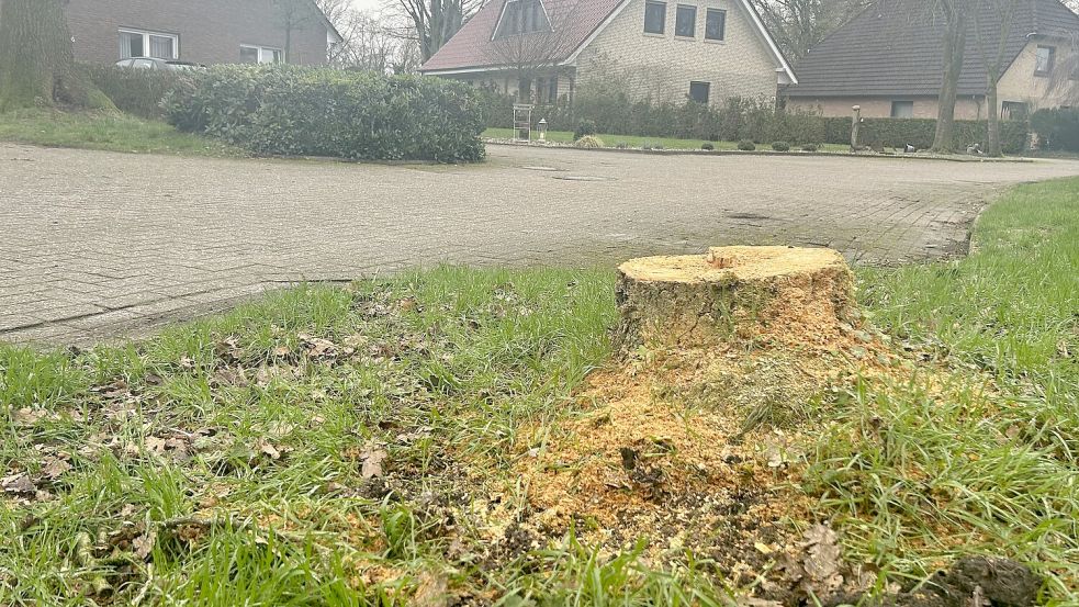 Dieser Baum wurde im Neulandenweg in Hollen gefällt. Foto: Heinig