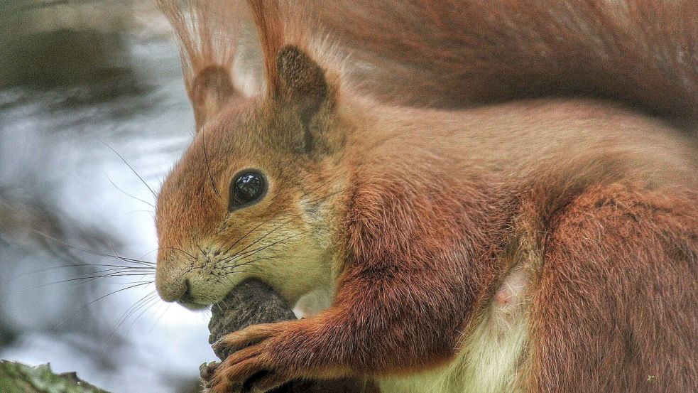 Niedlich und auf Hilfe angewiesen: Eichhörnchen. Foto: NABU/Reinhold Fischer