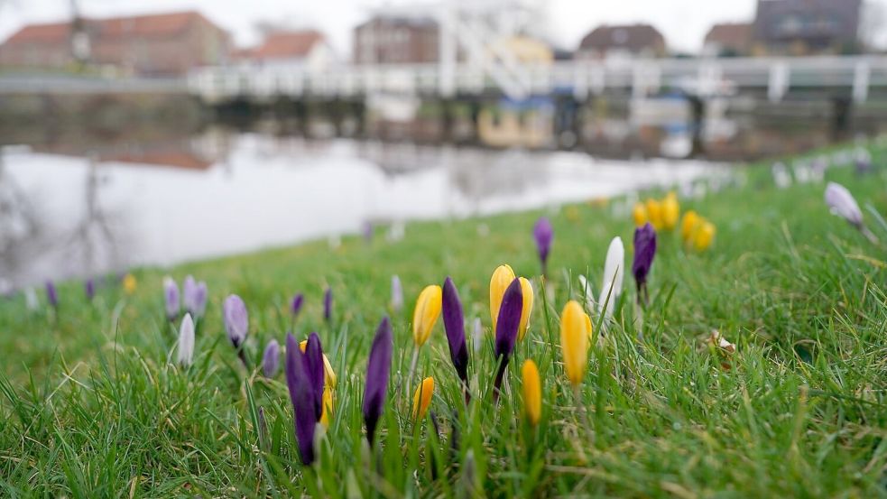 Die Krokusse blühen bereits. Ein weiteres Anzeichen, dass der Frühling ansteht. Foto: dpa/Marcus Brandt