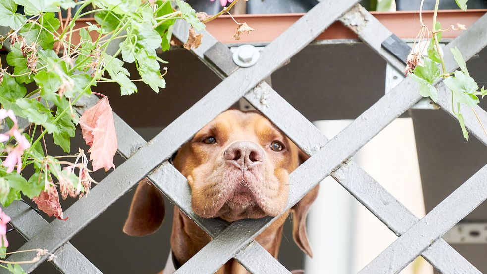 Das Symbolbild zeigt einen zweijährigen Vizsla-Labrador-Mischling in Berlin. Foto: Riedl/dpa