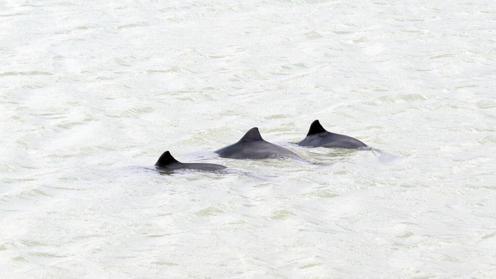 Die Finnen der Schweinswale sind im Frühjahr mit Glück häufig in der Nordsee zu sehen. Ein Schwerpunkt ist vor Borkum. Aber auch im Wattenmeer und in den Flussmündungen ist der kleine Zahnwal zu sehen. Foto: BUND/Imke Zwoch