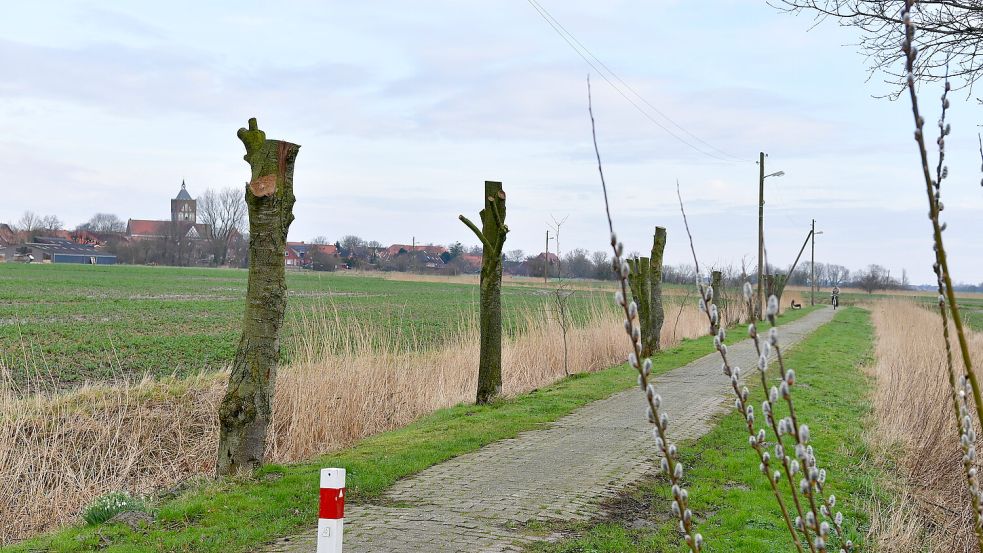 Kopflos: Diesen 13 Linden in Pilsum wurde die Krone abgenommen. Foto: Wagenaar