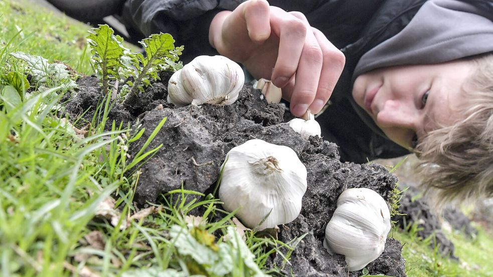 Maulwürfe können Knoblauch nicht leiden. Foto: Ortgies