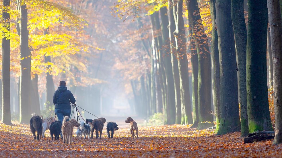 Wie viele Hunde sind tatsächlich in der Samtgemeinde Hesel ordentlich angemeldet? Das soll eine Zählung zeigen. Foto: ahavelaar / stock.adobe.com