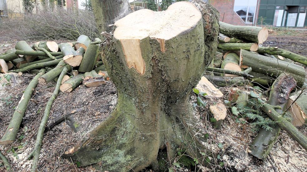 Kahlschlag in Wiesmoor: Auf vielen Flächen wurden im Februar - wie hier an der Hauptstraße – Bäume gefällt. Hätte eine Baumschutzsatzung geholfen? Foto: Böning