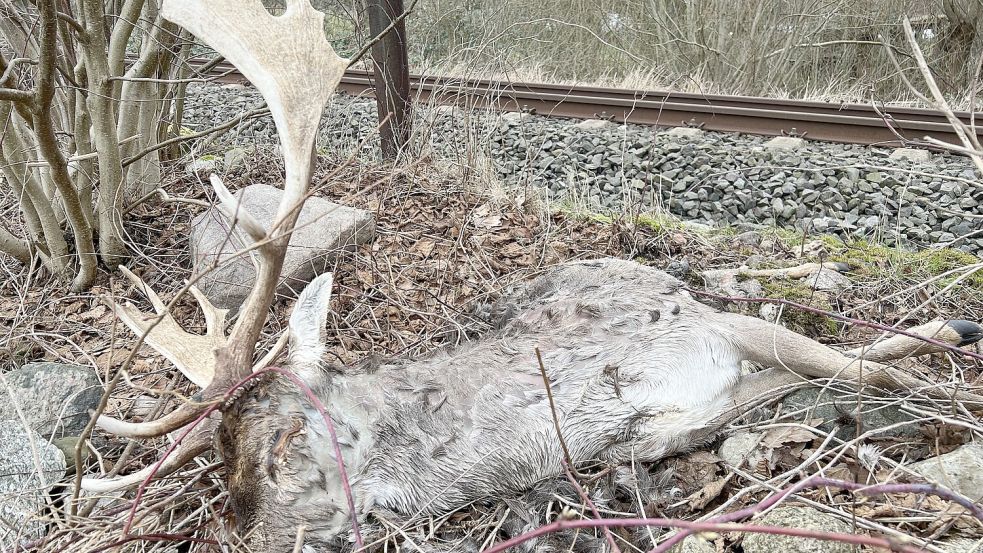 Dieser gut veranlagte Damhirsch hat sein jähes Ende zwischen den Brombeeren an den Bahngleisen zwischen Timmdorf und Malente gefunden – vermutlich überfahren von einem Elektrozug. Foto: Michael Kuhr