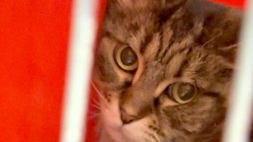 Die Mitarbeiter der Sparkasse in Emden-Borssum waren am Mittwochmorgen überrascht: Eine Katze war im Kundencenter ausgesetzt worden. Foto: privat