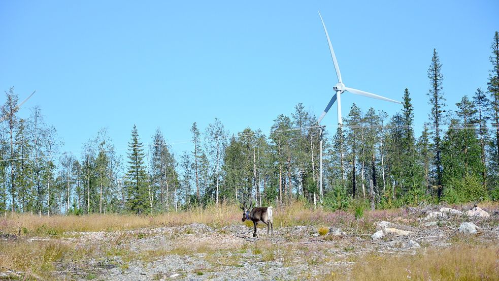 Im Gebiet der indigenen Sami und ihrer Rentiere im Norden von Schweden soll Europas größter Windpark entstehen. Foto: Rebecca Stegmann