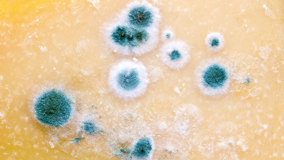 Vergammelter und verschimmelter Käse lagerte in dem Geschäft, das Marco D. eröffnet hatte - und nach kurzer Zeit inklusive ungekühlter Ware zurückließ. Symbolfoto: Fälchle/stock.adobe.com
