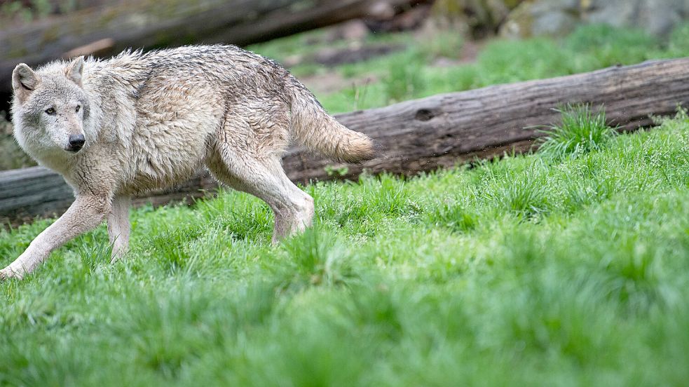 Ein Wolf war am Montag in der Stadt Varel im Landkreis Friesland unterwegs. Das belegen Videos. Symbolfoto: DPA