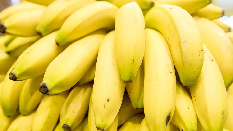 Fast alle Bananen in unseren Regalen sind „Cavendish“-Bananen. Genau diese sind durch einen schädlichen Pilz bedroht. Foto: dpa/Robert Günther