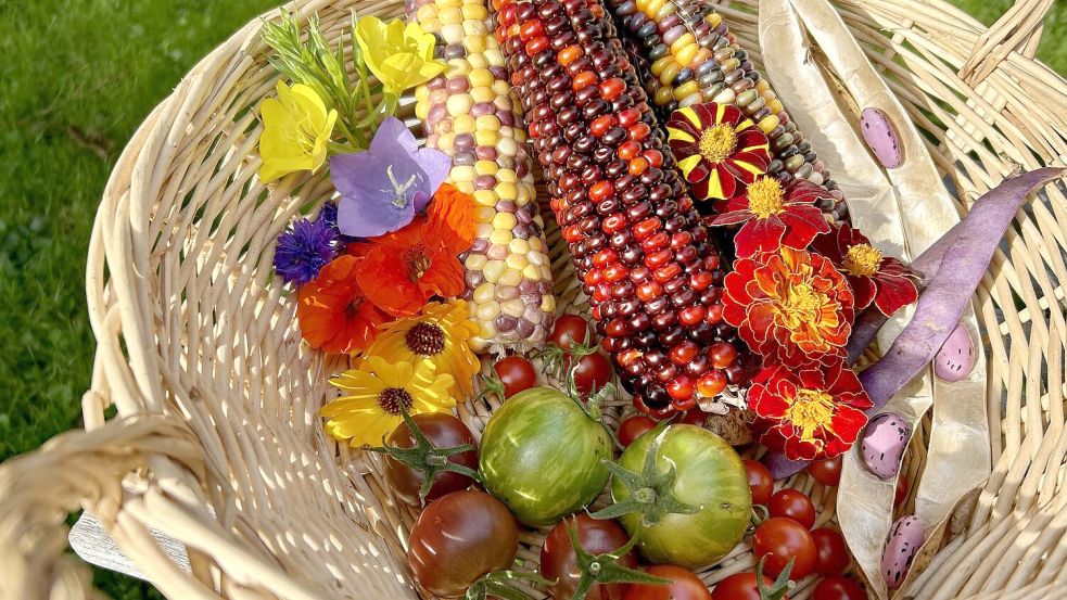 Die Friedeburger Saatgut-Bibliothek hält eine bunte Mischung an Aussaaten bereit. Auf diesem Bild ist zu sehen, wie farbenfroh der Mix an Blumen und Gemüse ist. Foto: Meyerholz