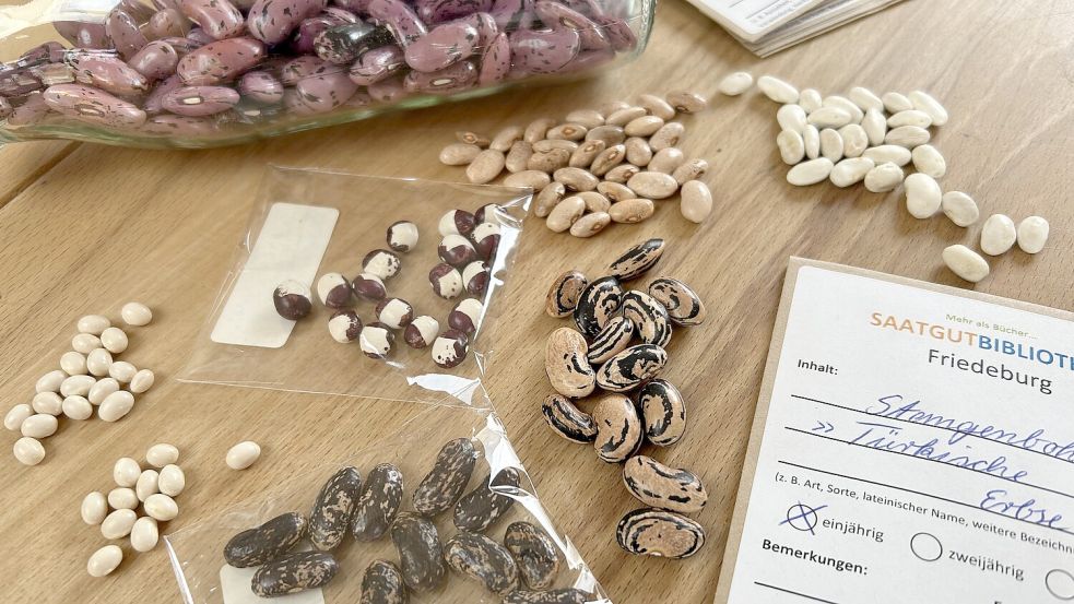 Die Saatgut-Bibliothek Friedeburg hat allein 20 verschiedene Sorten Tomaten, zehn Sorten Bohnen, Kohl, Spinat und mehr im Angebot. Foto: Meyerholz