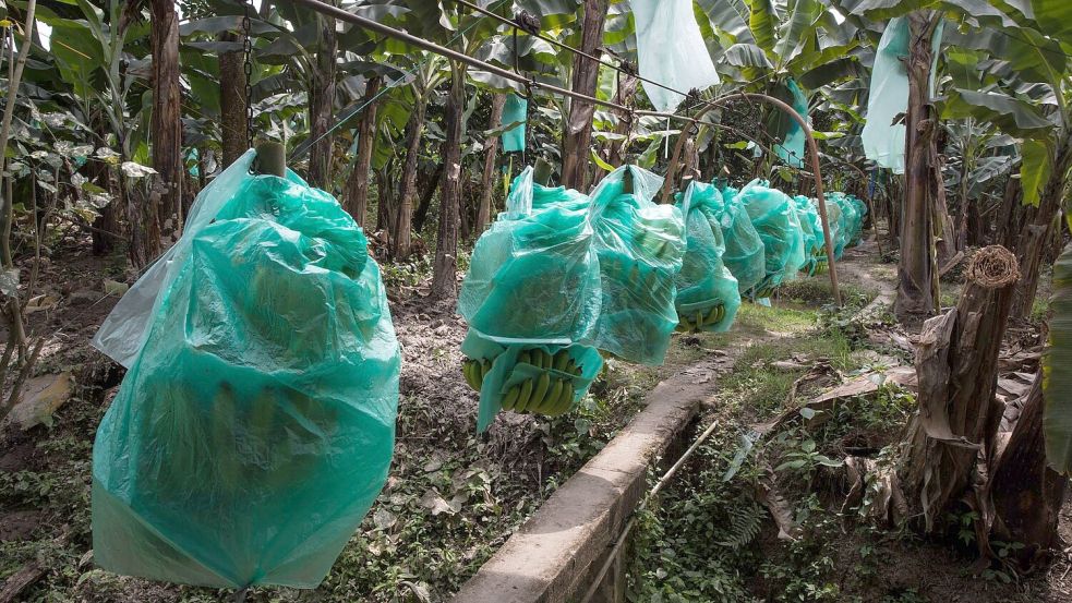 Bananen wachsen meist mit geringen Produktionskosten in Süd- und Mittelamerika, hier in Ecuador. Doch es gibt Probleme im Anbau. Foto: David Diaz/dpa