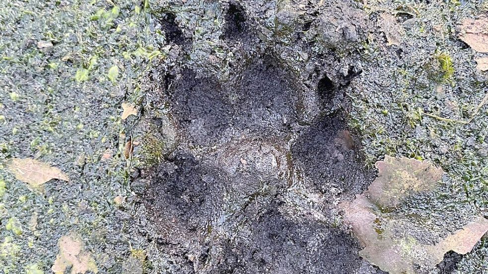 Eindeutig ist aus Sicht der ehrenamtlichen Schafhalter in Meppen diese Spur eines Wolfes. Fotos: Verein „Land unter“