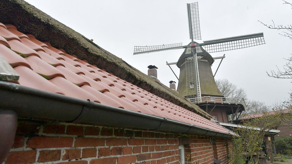 Im Sommer 2015 zog Familie Büdenbender aus dem Siegerland nach Ostfriesland. Das Verkaufsinserat der Mühle Felde hatte sie in einer Zeitschrift entdeckt. Foto: Ortgies