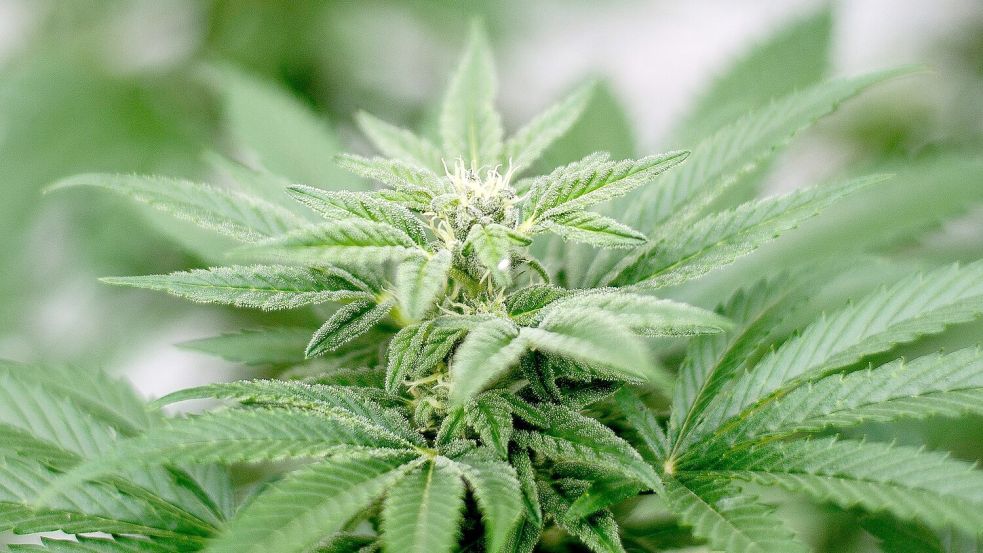 Der Besitz und Anbau von Cannabis sollen vom 1. April an erlaubt sein. Foto: Matt Masin/Zuma Press/dpa