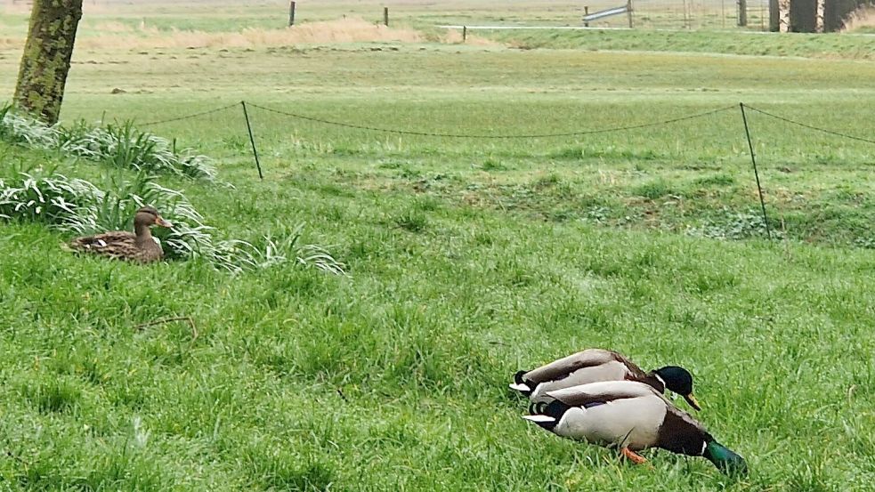 Enten kommen regelmäßig im Garten der Familie Ratering vorbei. Foto: Gettkowski