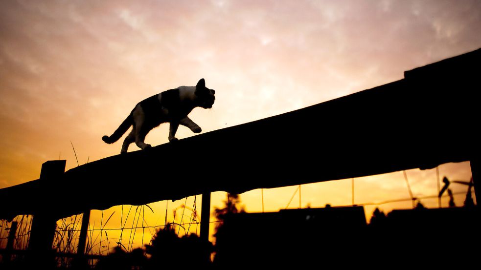 Verwilderte Katzen leben in freier Landschaft. Häufig werden sie krank, oder sie gefährden Wildtiere. Damit sie nicht immer mehr werden, sollen Katzenbesitzer ihre freilaufenden Katzen und Kater sterilisieren lassen. Foto: Julian Stratenschulte/dpa