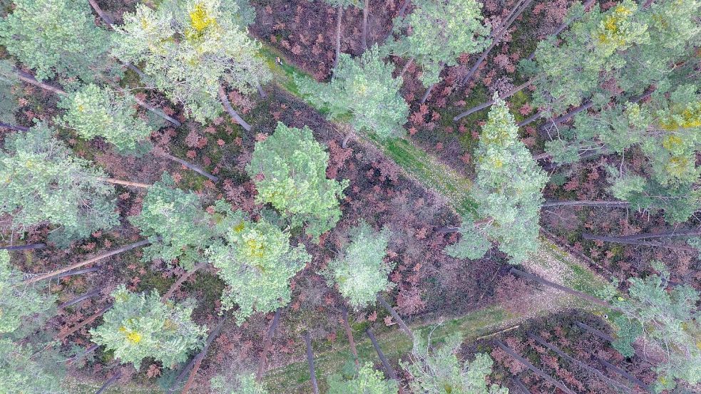 Viele vor wenigen Jahren gepflanzte Buchen stehen mit braunen Blättern in Bodennähe in einem über die nächsten zwei Jahrzehnte absterbenden Kiefernwald. Foto: Daniel Löb/dpa