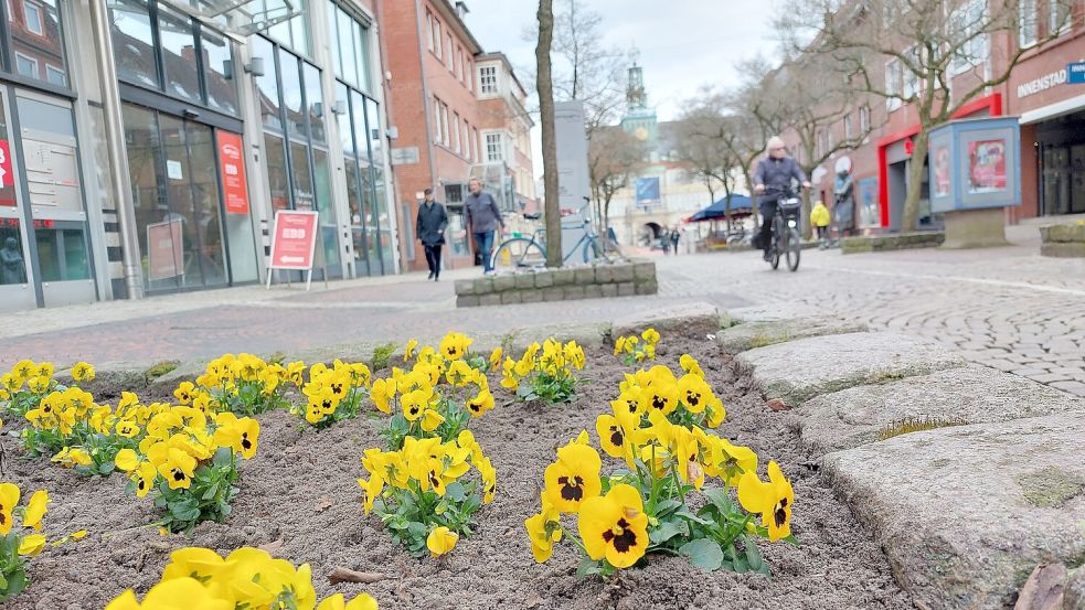 In der Fußgängerzone der Großen Straße wurden bereits die Beete neu bepflanzt. Die Stadt Emden setzt - wie jedes Jahr - bei den Frühblühern auch auf Stiefmütterchen. Diese sind aber nicht insektenfreundlich. Foto: Hanssen