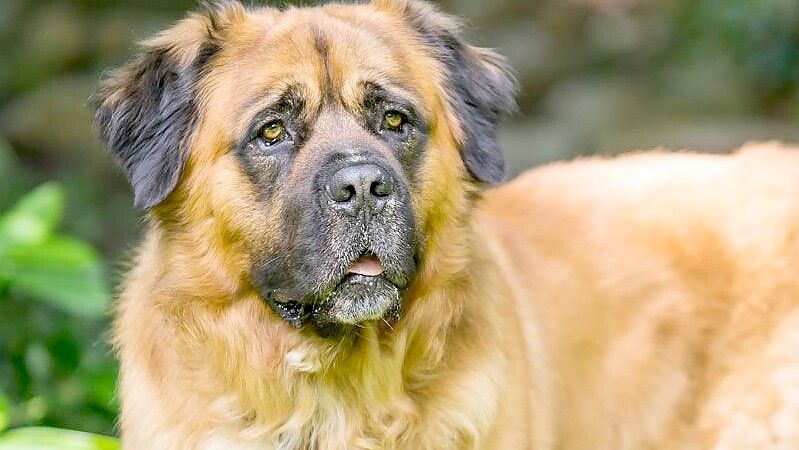 Der Germanische Bärenhund beeindruckt durch seine stattliche Statur. Foto: privat