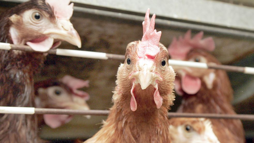 Hühner hinter Gittern: Die Käfighaltung in Deutschland ist weitgehend abgeschafft. In anderen Ländern wie der Ukraine aber noch Standard. Landwirte beklagen Wettbewerbsverzerrung. Foto: Imago/Jochen Eckel