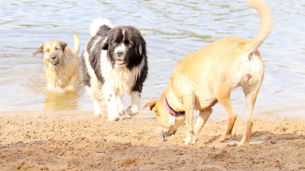 Ein Borkum-Tourist hat dem Bürgermeister vorgeschlagen, eine Benutzungsgebühr für Hunde einzuführen. Symbolfoto: Archiv/Heino Heimanns