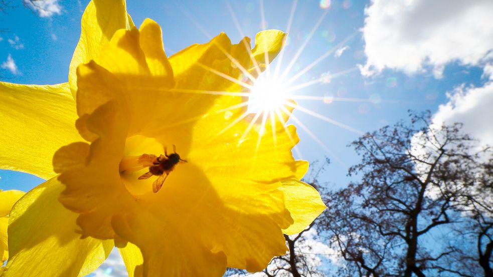 Nicht nur die Natur blüht bei Sonnenschein auf – auch Menschen brauchen Sonne. Foto: dpa/Christian Charisius