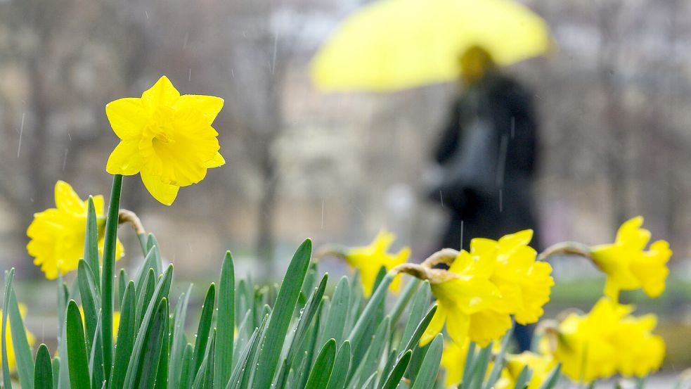 Auch der Mensch trägt ein gelbes Häubchen: An Ostern 2024 wird es vielerorts nass. Foto: dpa/Sebastian Gollnow