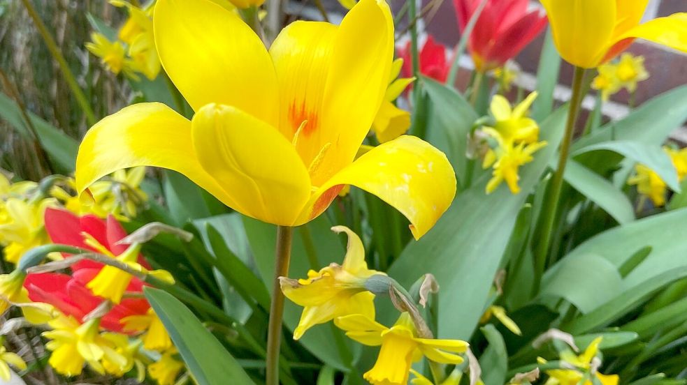 Frühlingshaftwird es übers Osterwochenende. Foto: Hanz