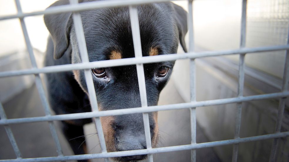 Jahr für Jahr landen ausgesetzte Hunde – hier ein Symbolbild – in den Zwingern von Tierheimen. Foto: dpa/Bonn-Heuser