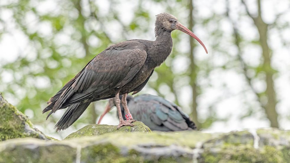 Horst im Freigehege des Tierparks Nordhorn: Er soll dort eines Tages mit Nachwuchs zum Arterhalt beitragen. Foto: Franz Frieling