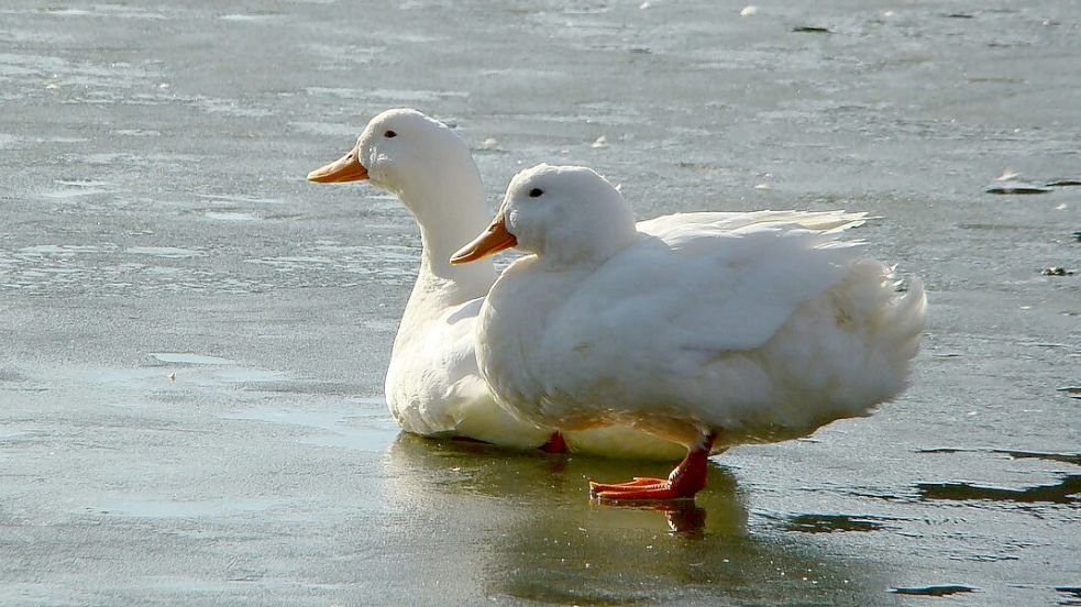 Können Enten wirklich auf dem Eis festfrieren? Symbolfoto: Pixabay