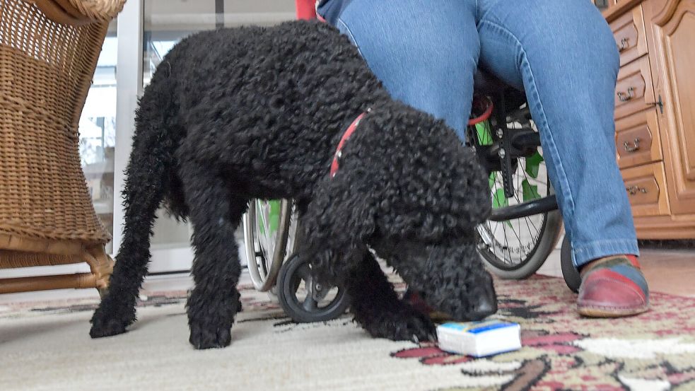 Der neue Assistenzhund kann später, wie diese Pudeldame, zum Beispiel Gegenstände vom Boden aufheben. Foto: Ortgies