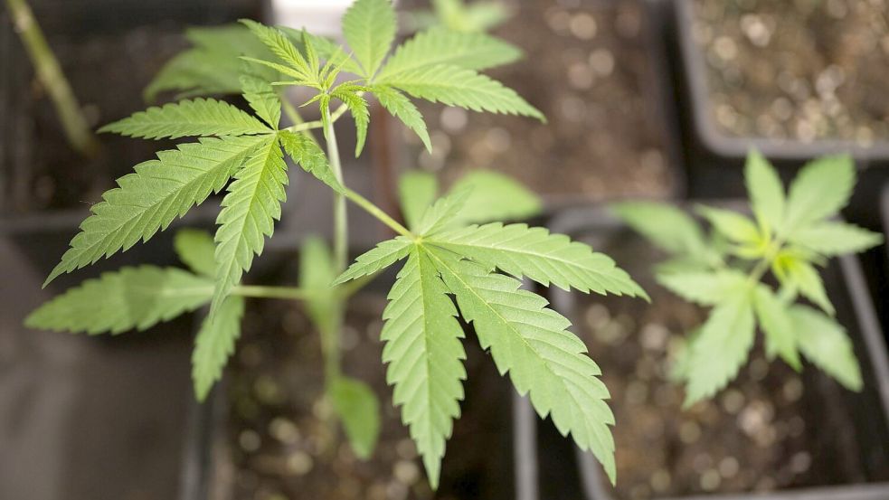 Erlaubt wird mit dem neuen Cannabisgesetz, der Besitz von bis zu 25 Gramm getrockneten Pflanzenmaterials zum Eigenkonsum. Foto: Sebastian Gollnow/dpa