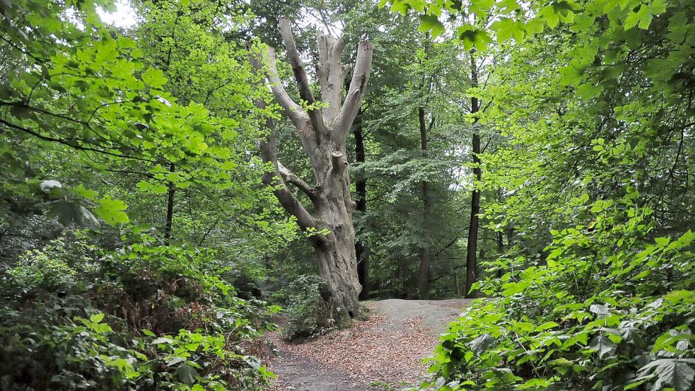 Im Philippsburger Park in Leer-Loga wurden Spaziergängerinnen im Sommer 2022 von einem Exhibitionisten belästigt. Foto: Archiv