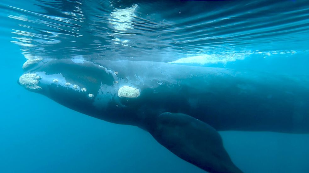 Indigene Völker im Südpazifik haben eine besondere Verbindung zu Walen. Foto: Maxi Jonas/AP/dpa