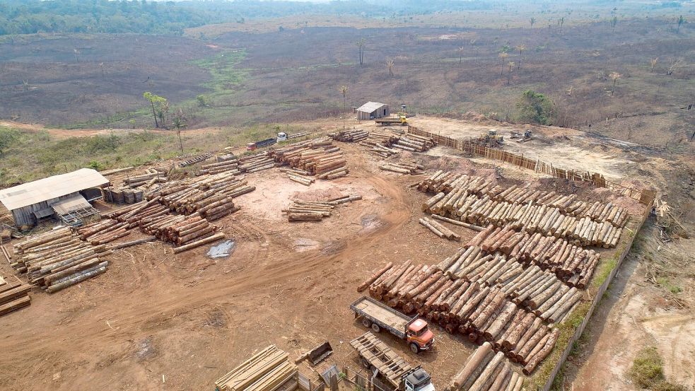 Weltweit sind im vergangenen Jahr einem Bericht zufolge rund 3,7 Millionen Hektar tropischer Urwald zerstört worden (Archivbild). Foto: Andre Penner/AP/dpa