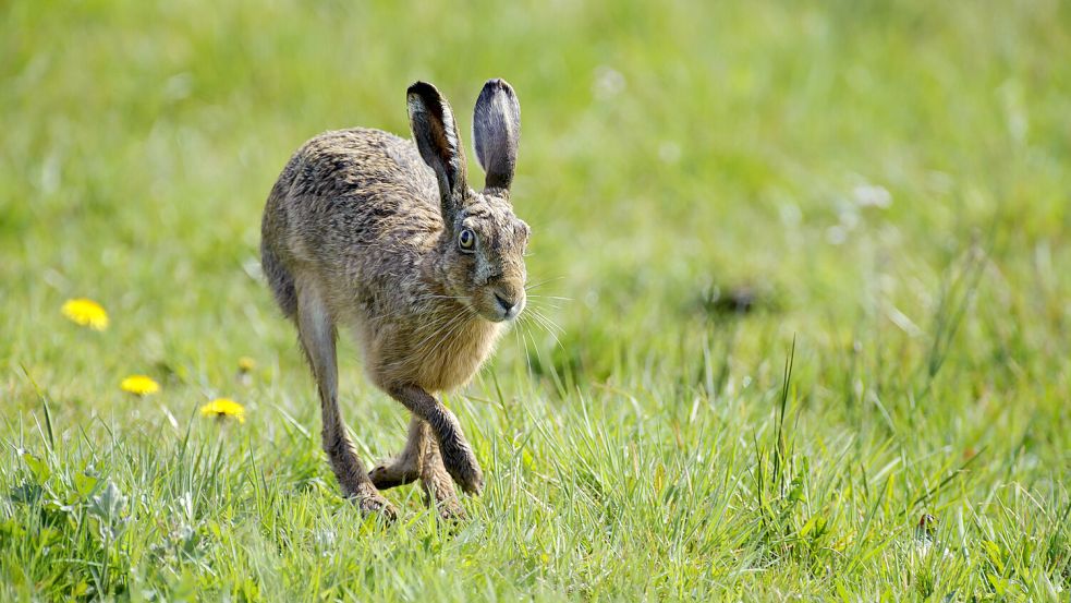 Feldhasen sind gut an den langen Ohren und Beinen zu erkennen. Foto: Landesjagdverband Niedersachsen