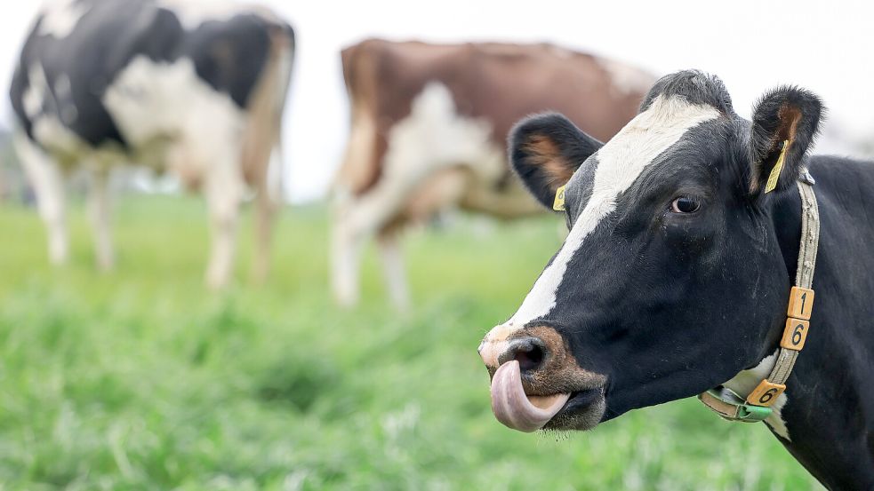 Zum Start der Weidesaison werden die Kühe aus dem Stall auf die umliegenden Weideflächen ausgetrieben. Symbolfoto: Oliver Berg/dpa
